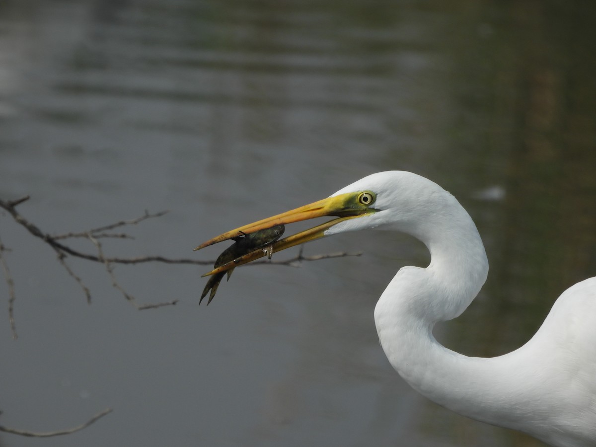 Great Egret - ML625471781