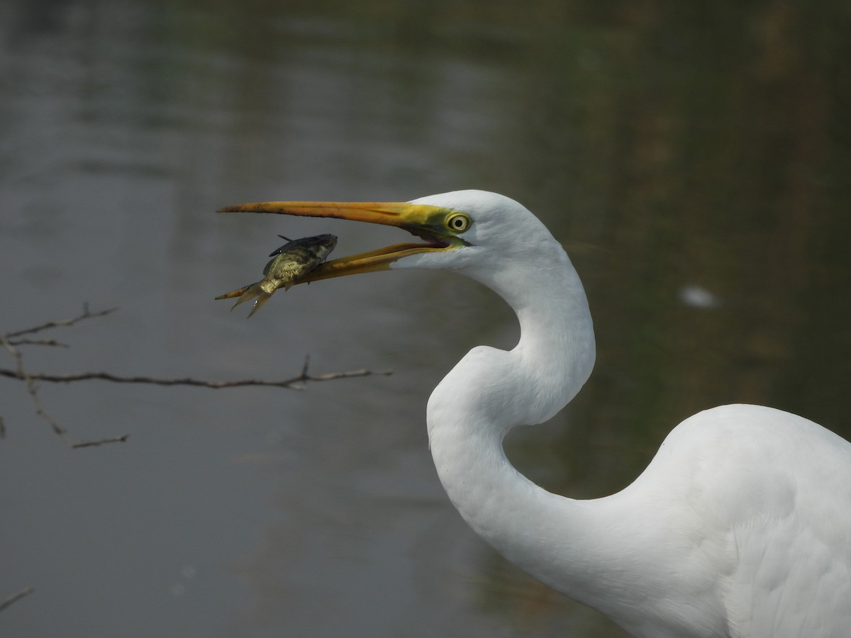 Great Egret - ML625471782