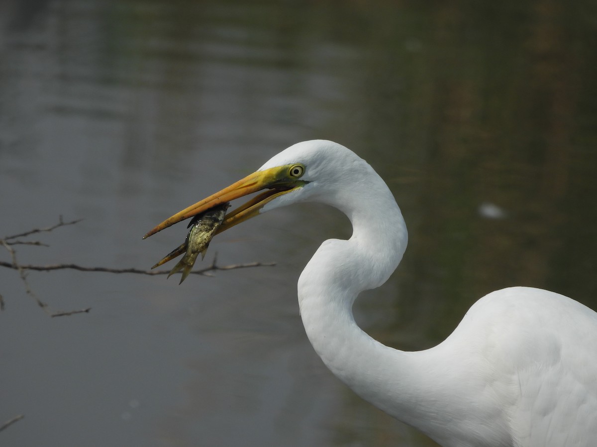 Great Egret - ML625471783