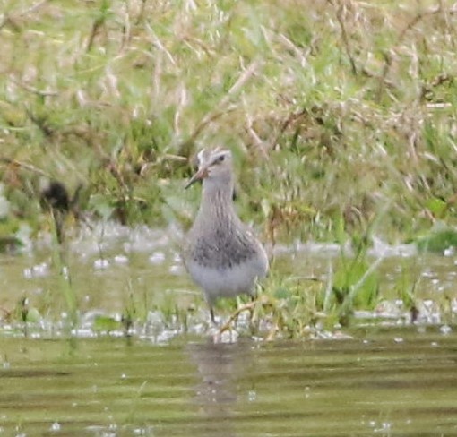 美洲尖尾濱鷸 - ML625471847