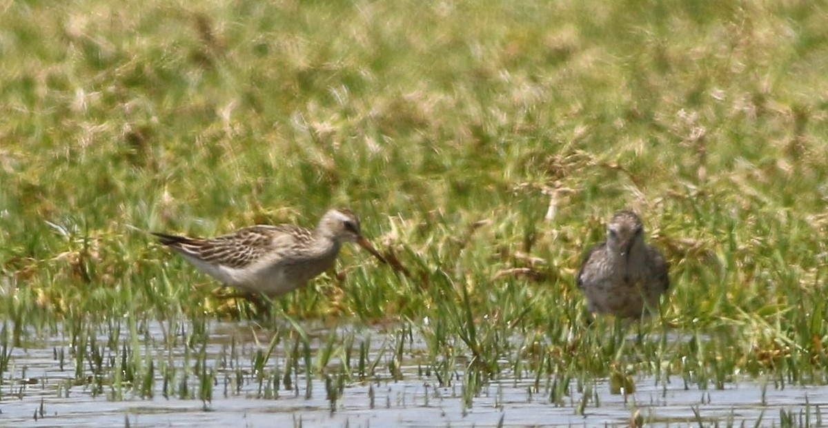 美洲尖尾濱鷸 - ML625471848