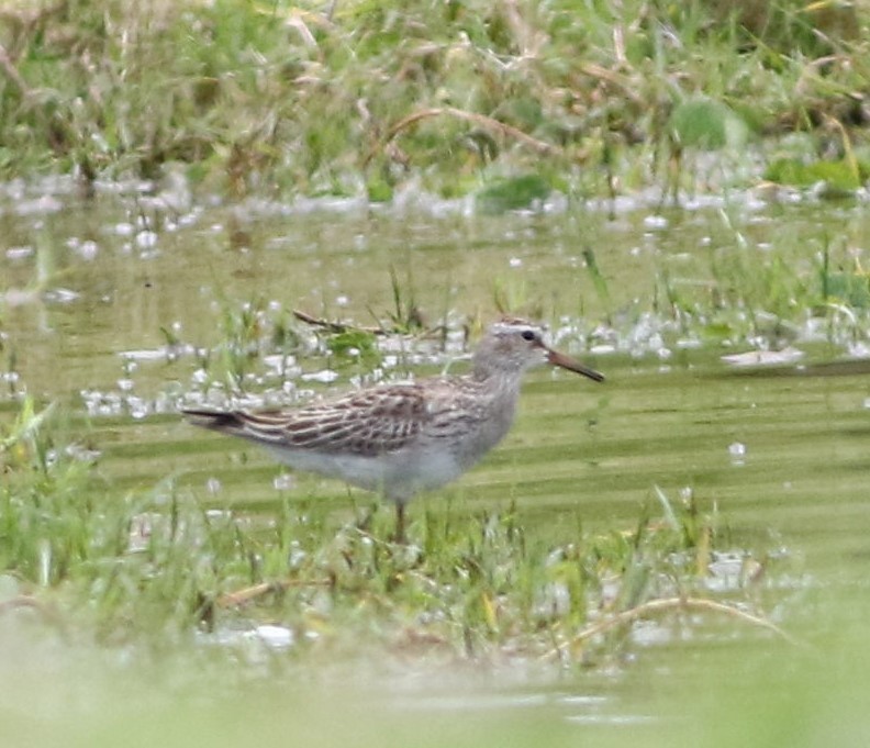 美洲尖尾濱鷸 - ML625471849