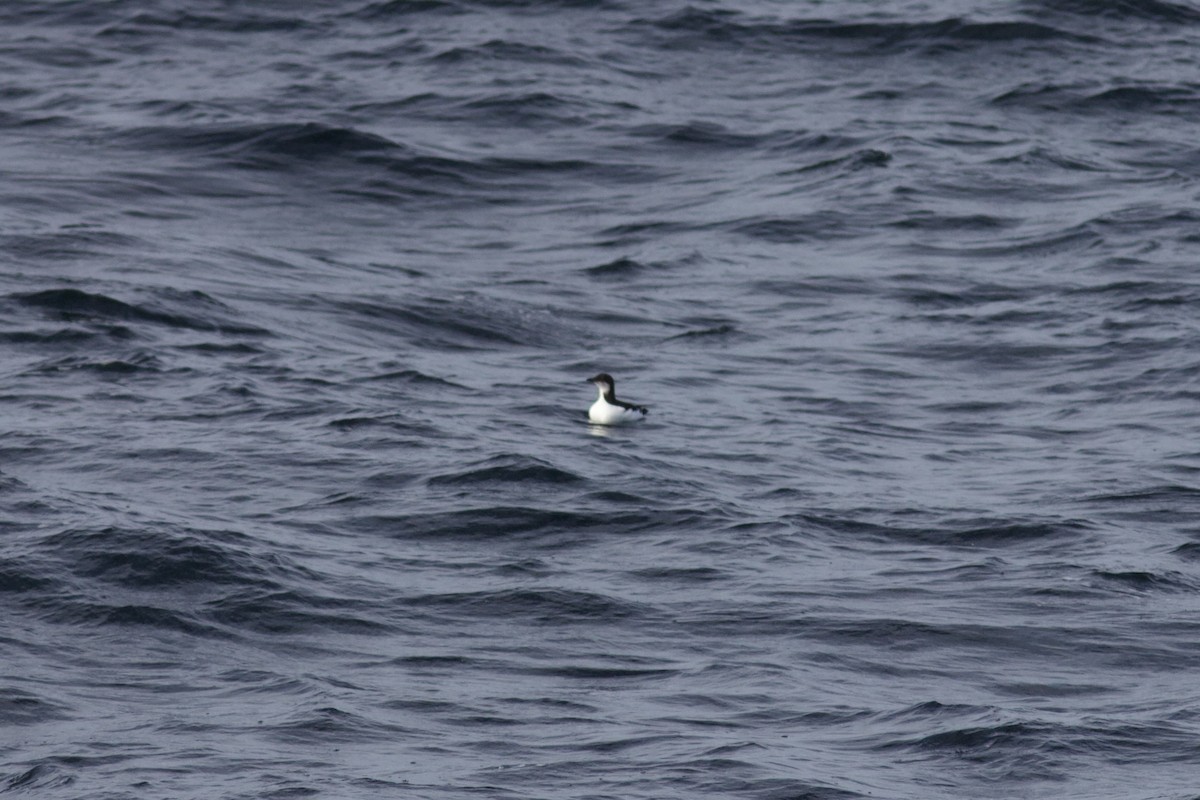 Dickschnabellumme - ML625471850