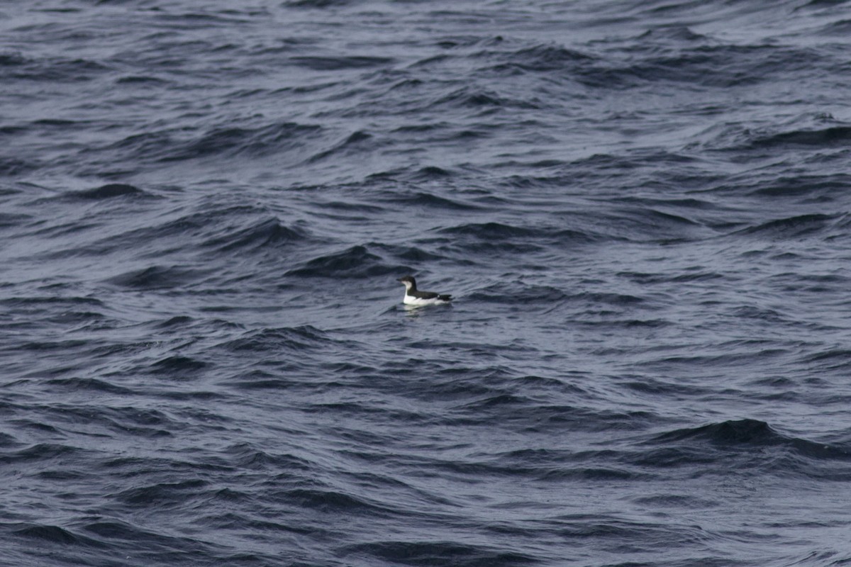 Dickschnabellumme - ML625471852