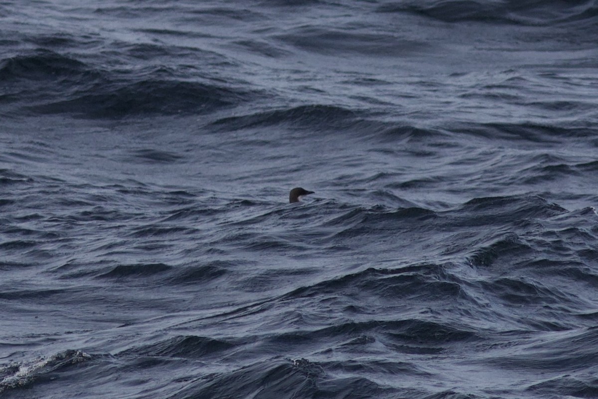 Dickschnabellumme - ML625471854