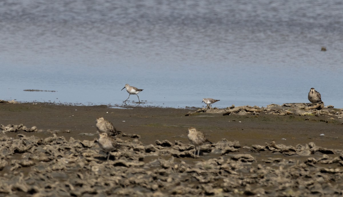 Curlew Sandpiper - ML625471861