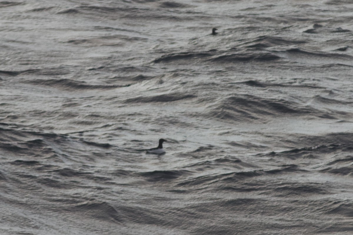 Dickschnabellumme - ML625471881