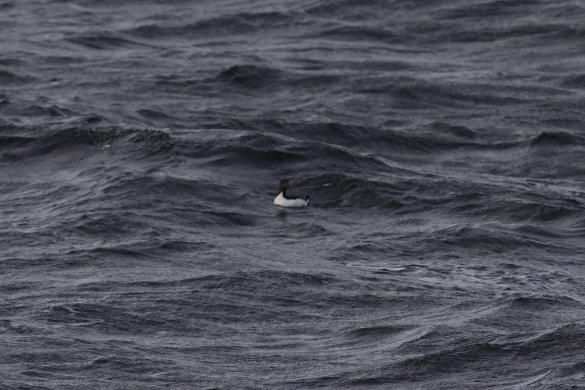 Dickschnabellumme - ML625471882