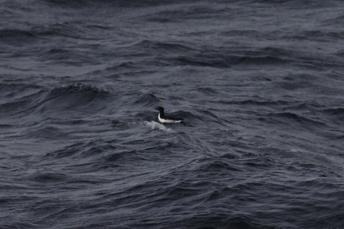 Dickschnabellumme - ML625471884