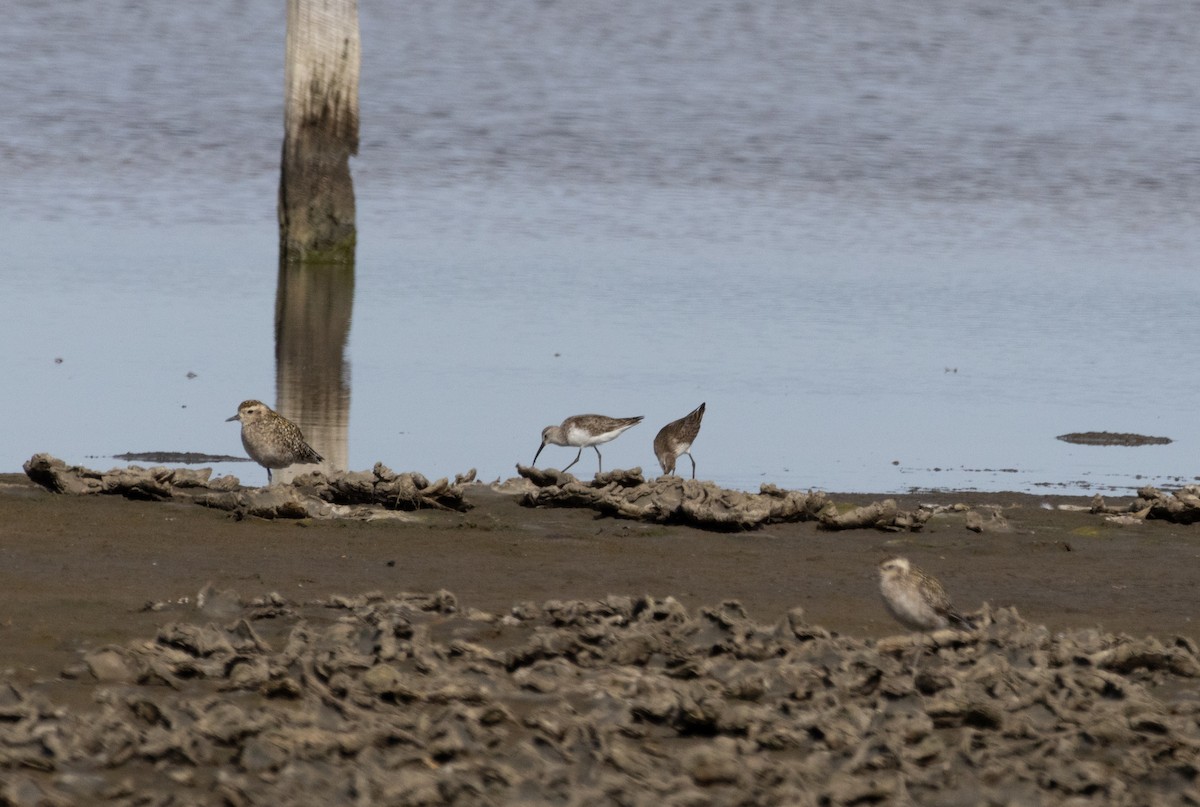 Curlew Sandpiper - ML625471956