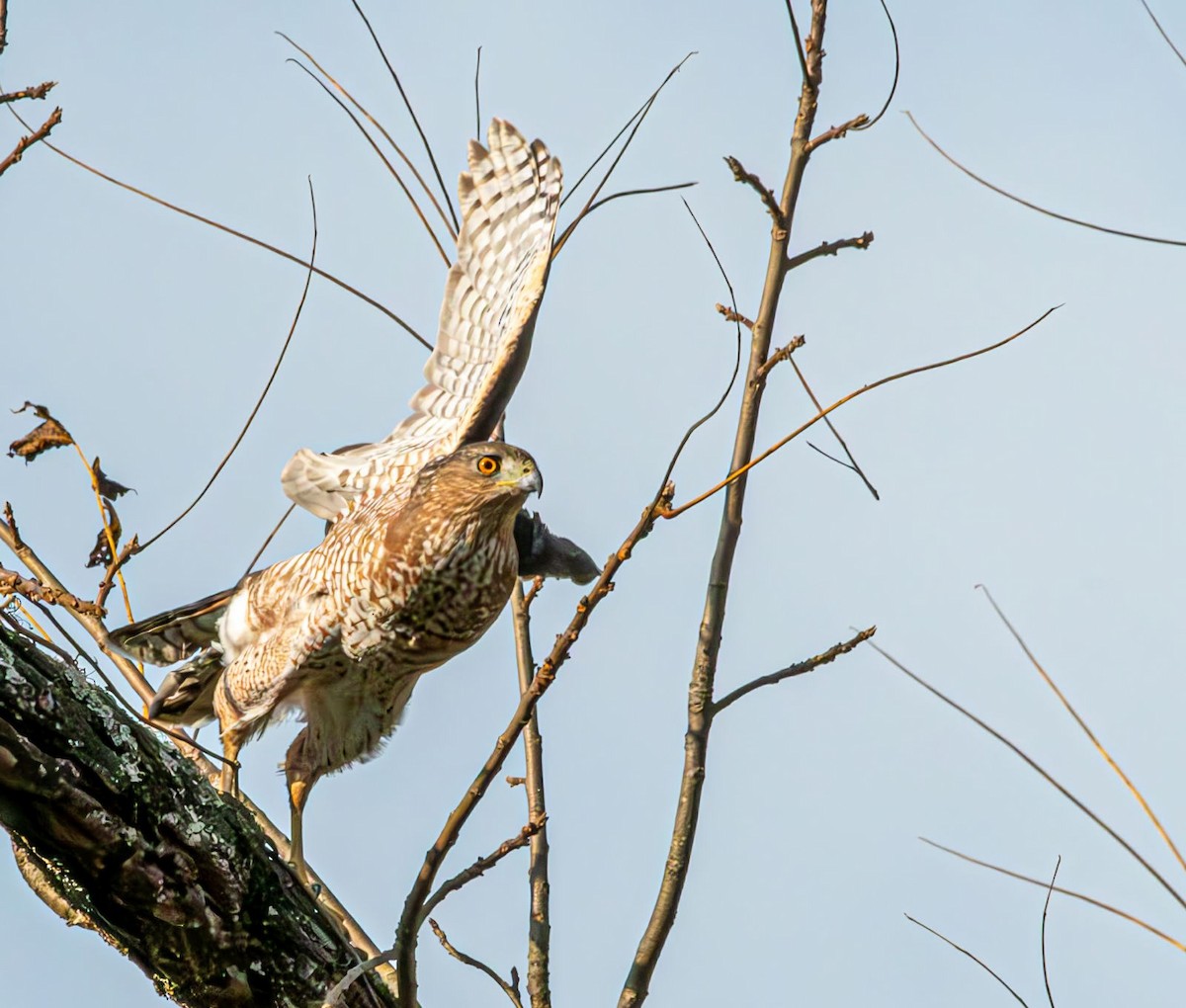 Cooper's Hawk - ML625471984