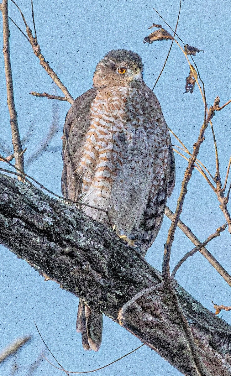 Cooper's Hawk - ML625471985