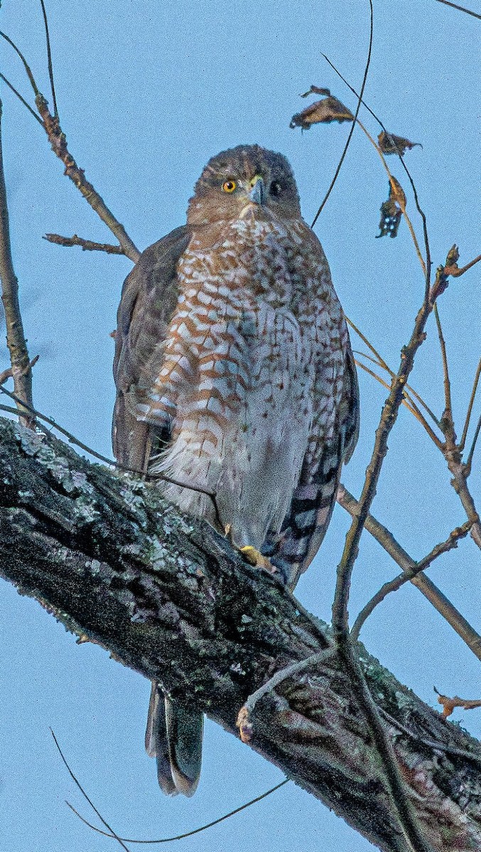 Cooper's Hawk - ML625471986