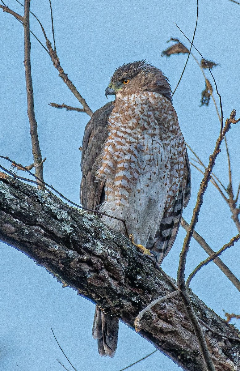 Cooper's Hawk - ML625471987