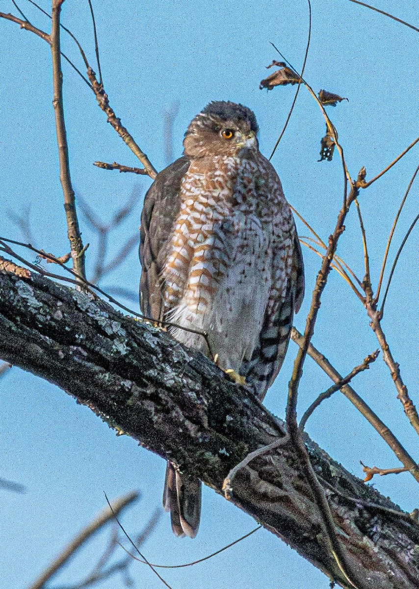 Cooper's Hawk - ML625471988