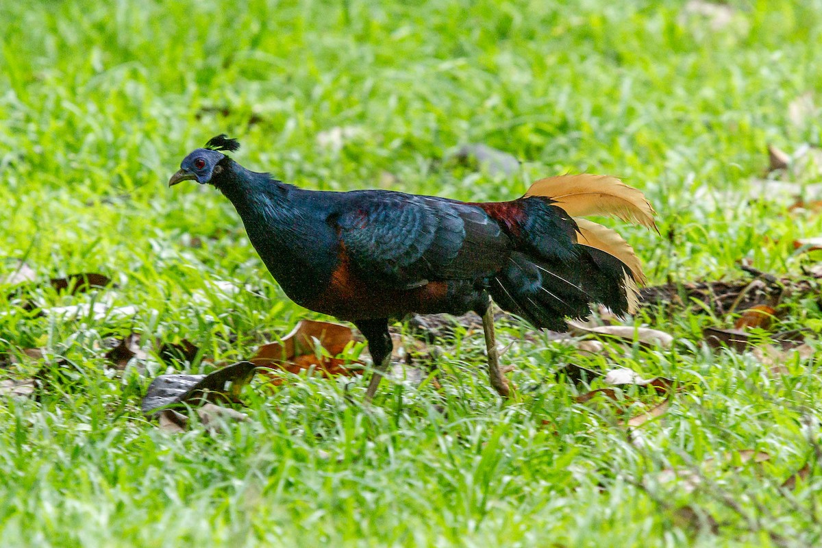 Bornean Crested Fireback - ML625472140