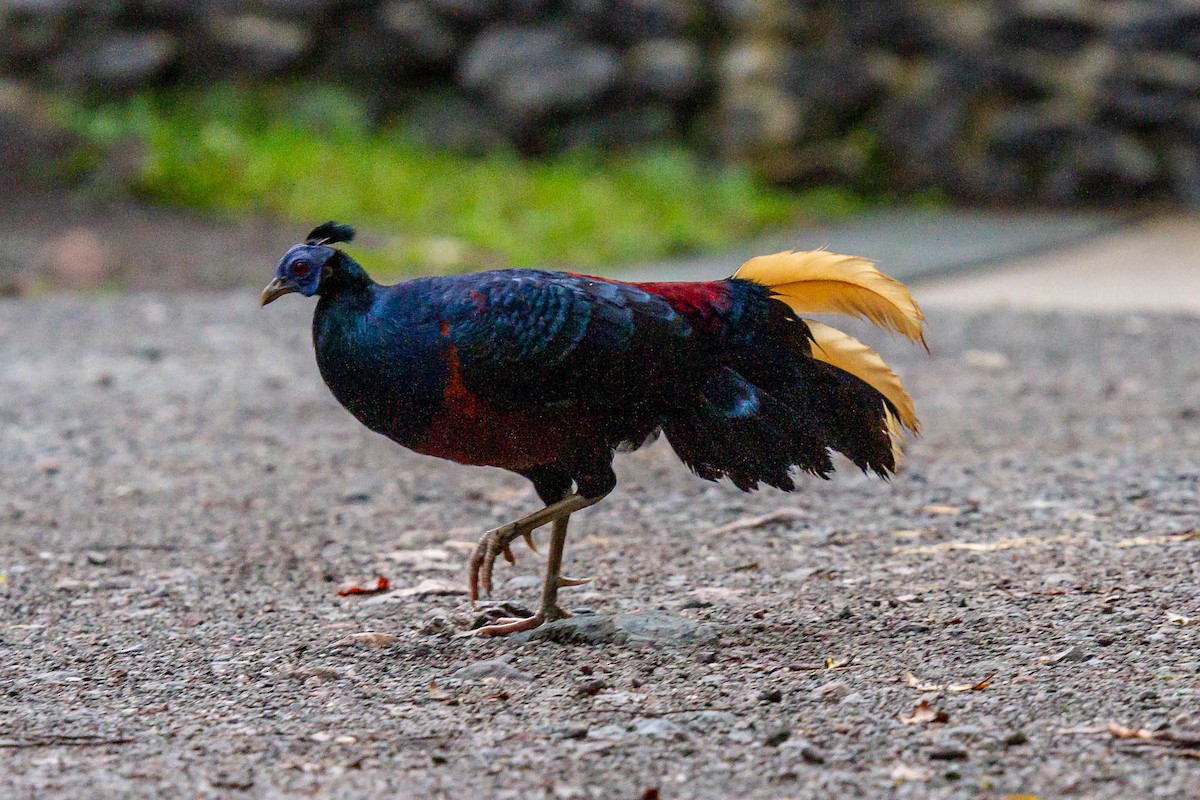 Bornean Crested Fireback - ML625472141