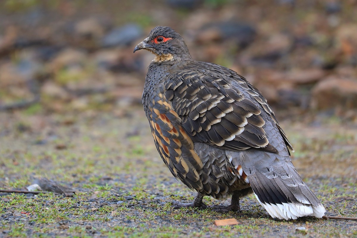 Buff-throated Monal-Partridge - ML625472148
