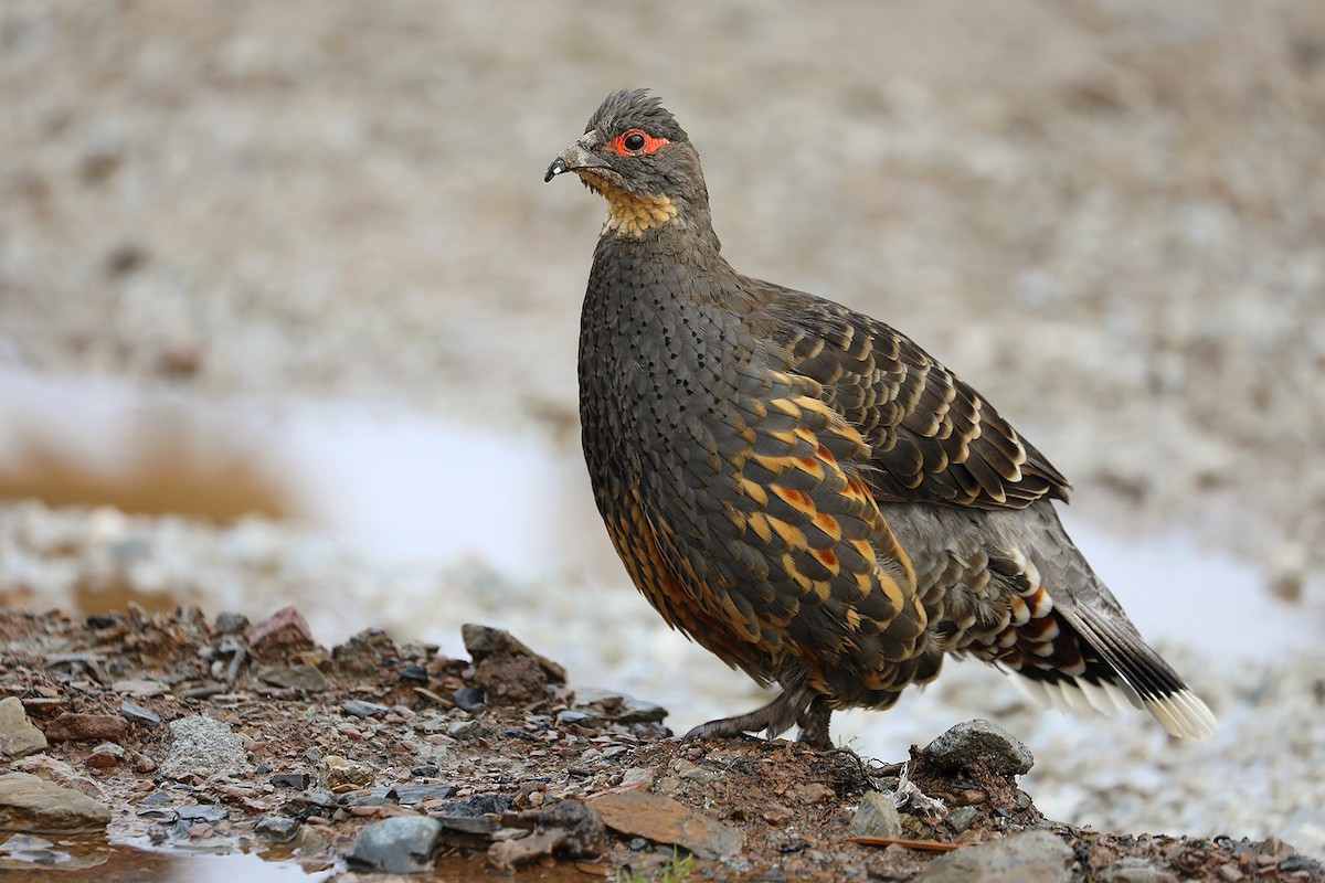 Buff-throated Monal-Partridge - ML625472149