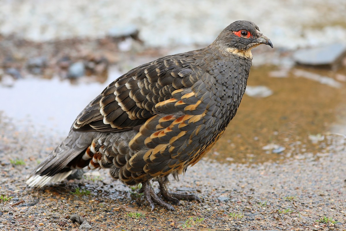 Buff-throated Monal-Partridge - ML625472150
