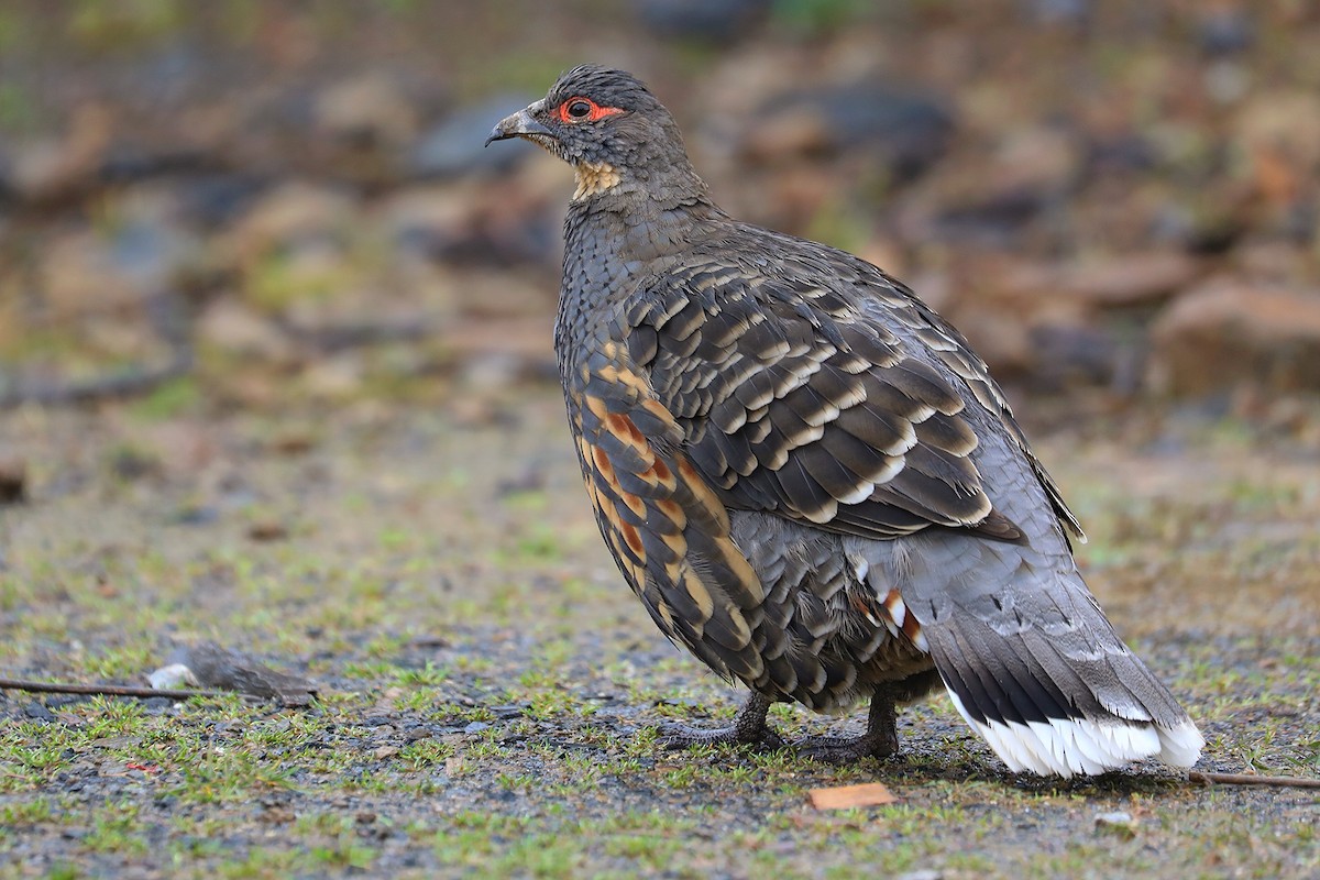 Buff-throated Monal-Partridge - ML625472152