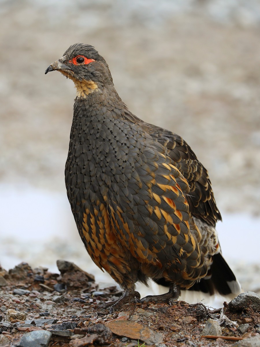 Buff-throated Monal-Partridge - ML625472153