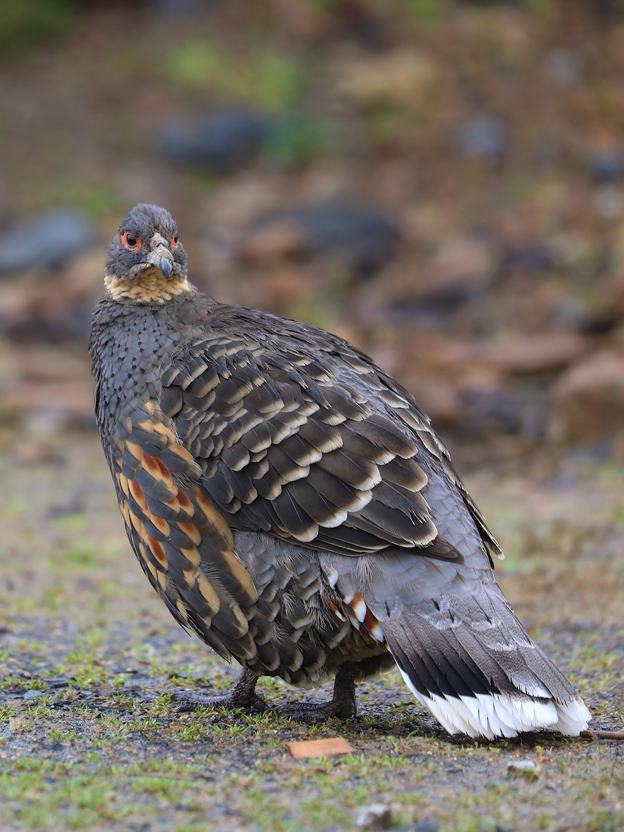Buff-throated Monal-Partridge - ML625472156