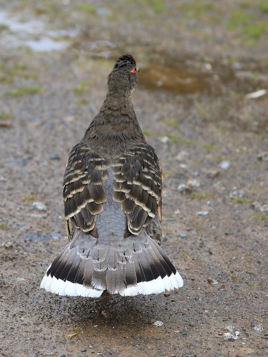 Buff-throated Monal-Partridge - ML625472157