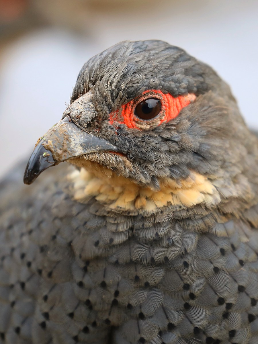 Buff-throated Monal-Partridge - ML625472158