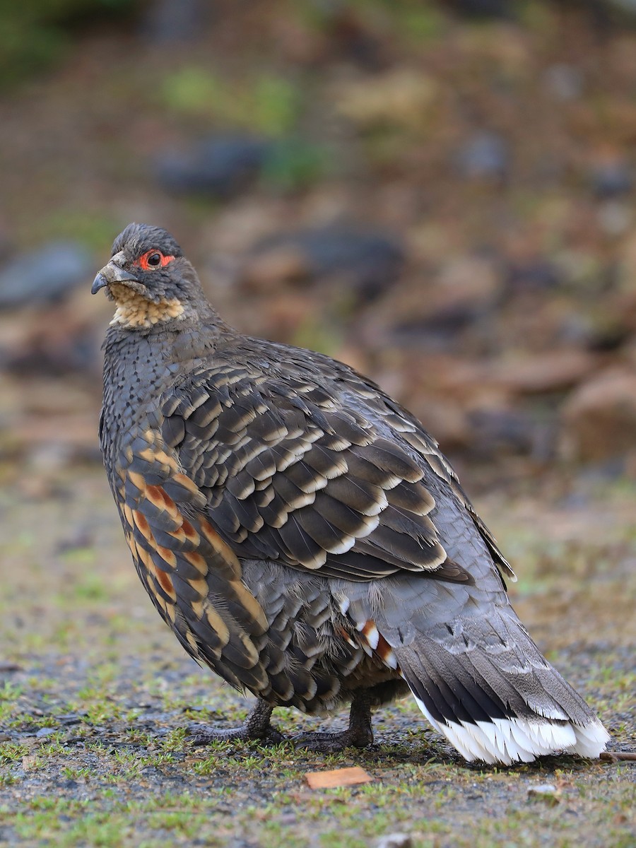 Buff-throated Monal-Partridge - ML625472159