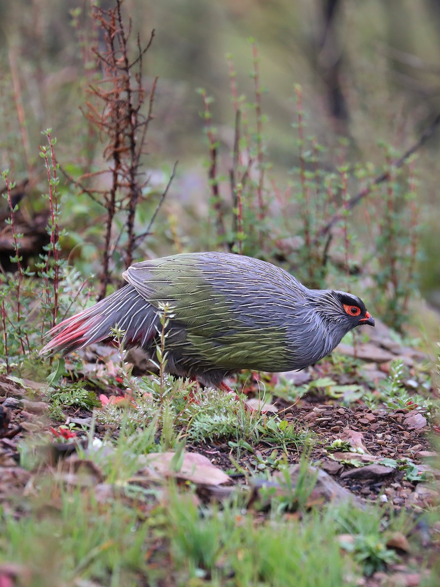 Blood Pheasant - Matthias Alberti