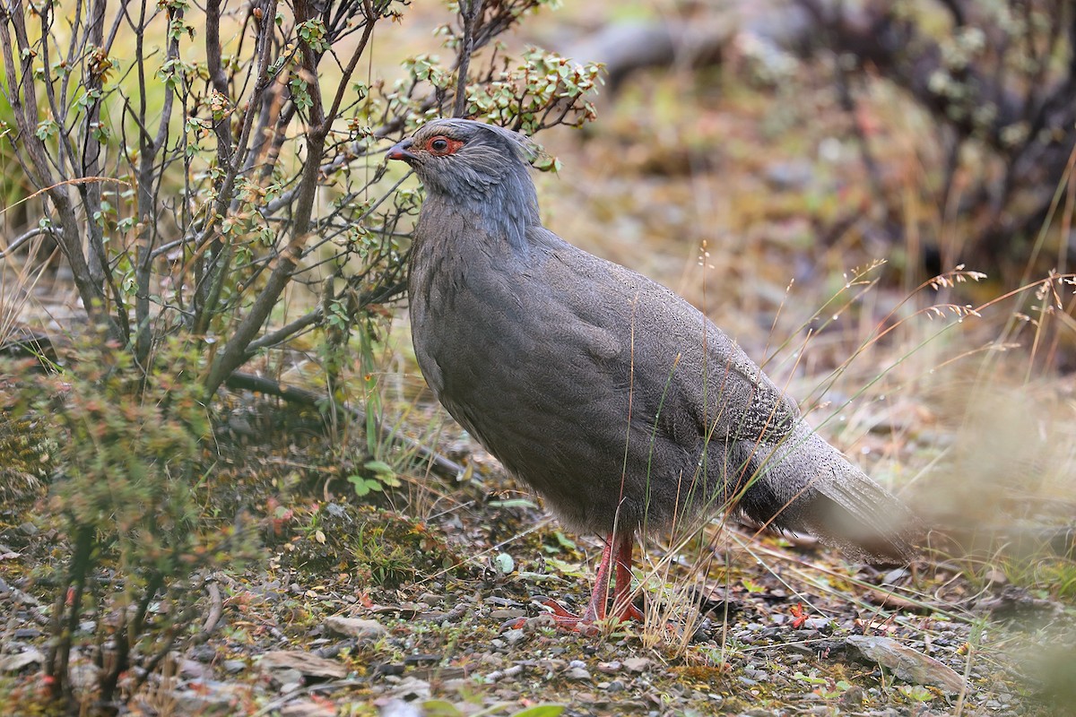 Blood Pheasant - Matthias Alberti