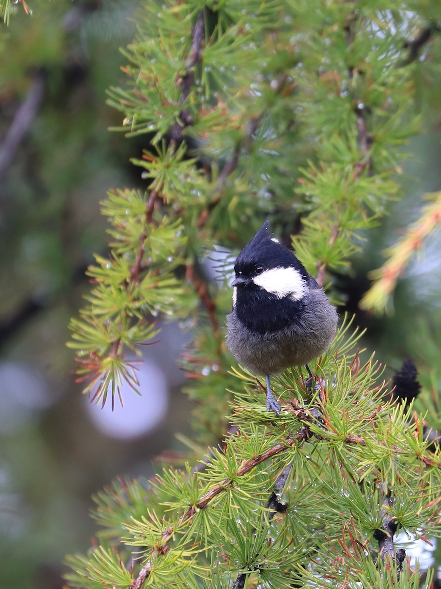 Rufous-vented Tit - ML625472348