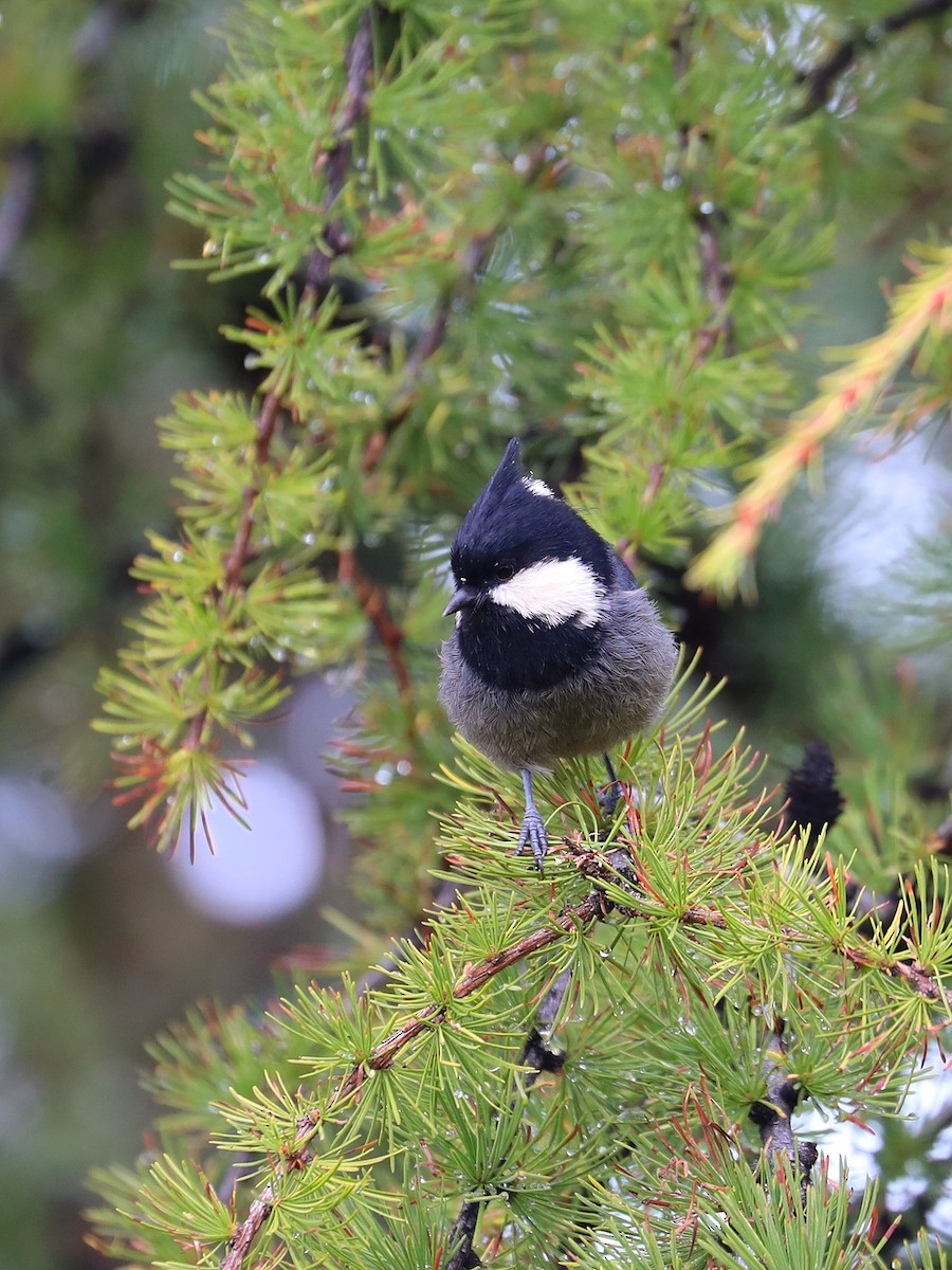 Rufous-vented Tit - ML625472349