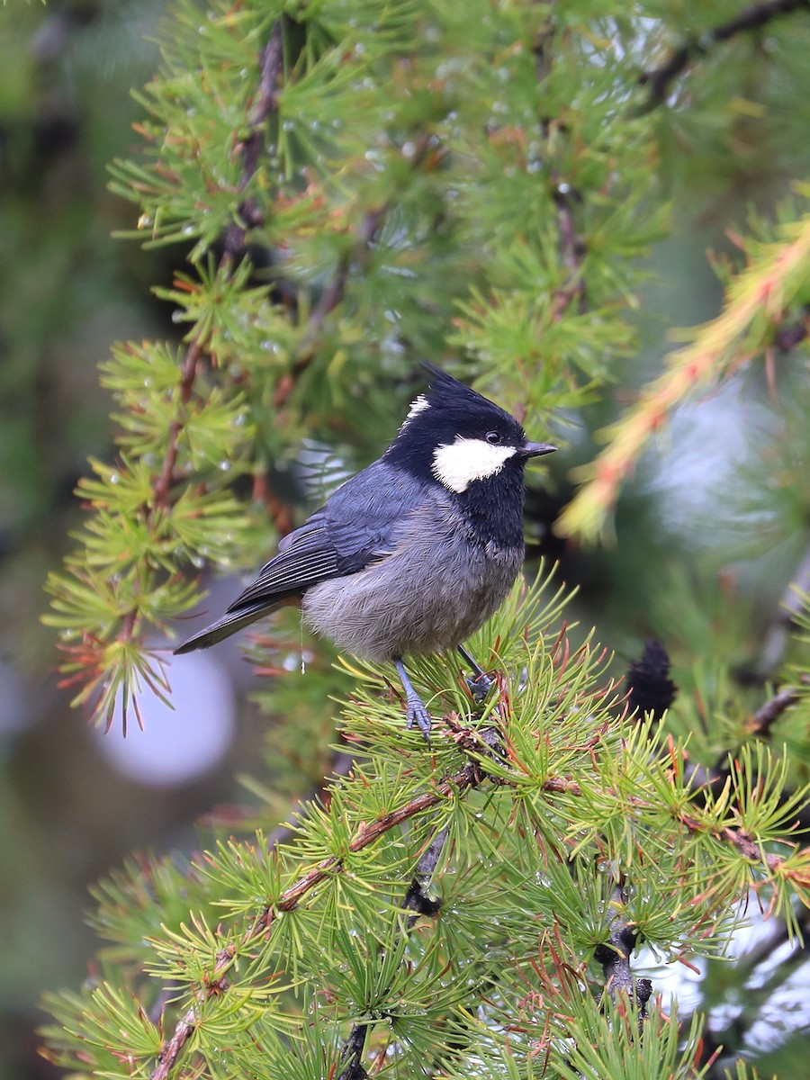 Rufous-vented Tit - ML625472350