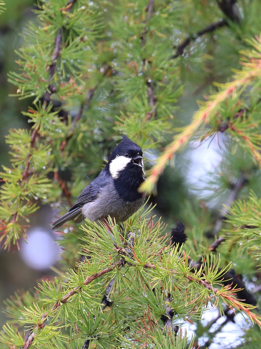 Rufous-vented Tit - ML625472351