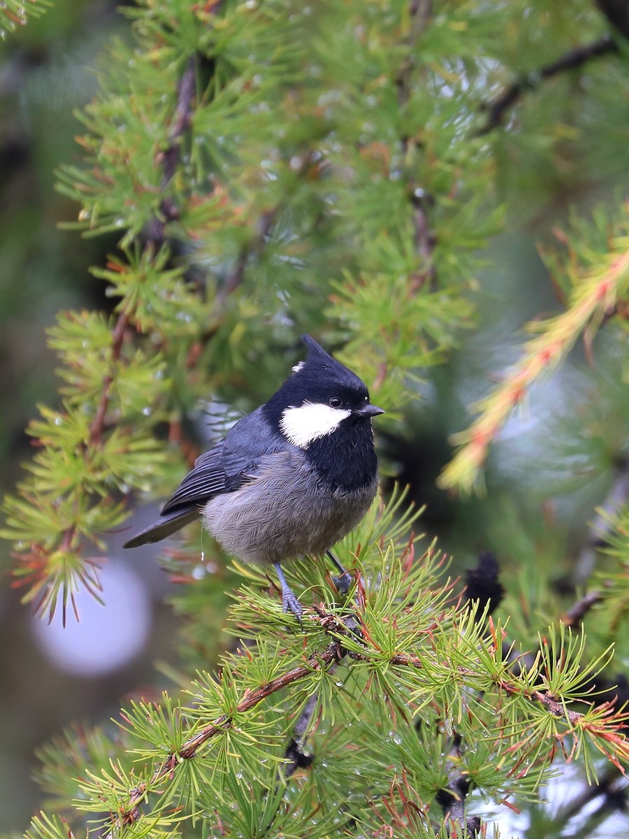 Rufous-vented Tit - ML625472352