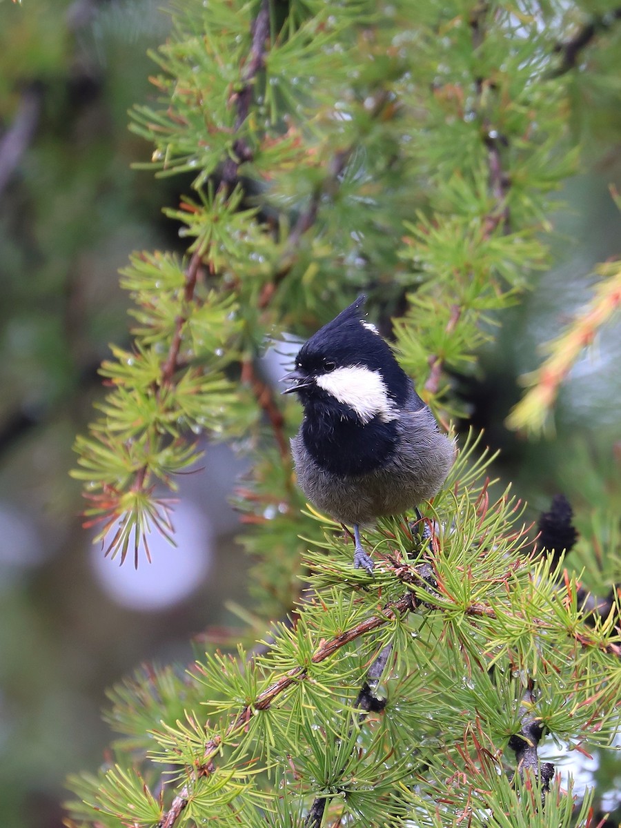 Rufous-vented Tit - ML625472353