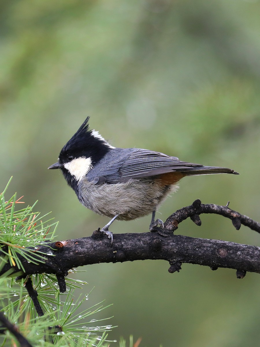 Rufous-vented Tit - ML625472354