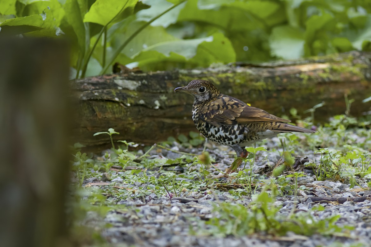 Scaly Thrush - ML625472423