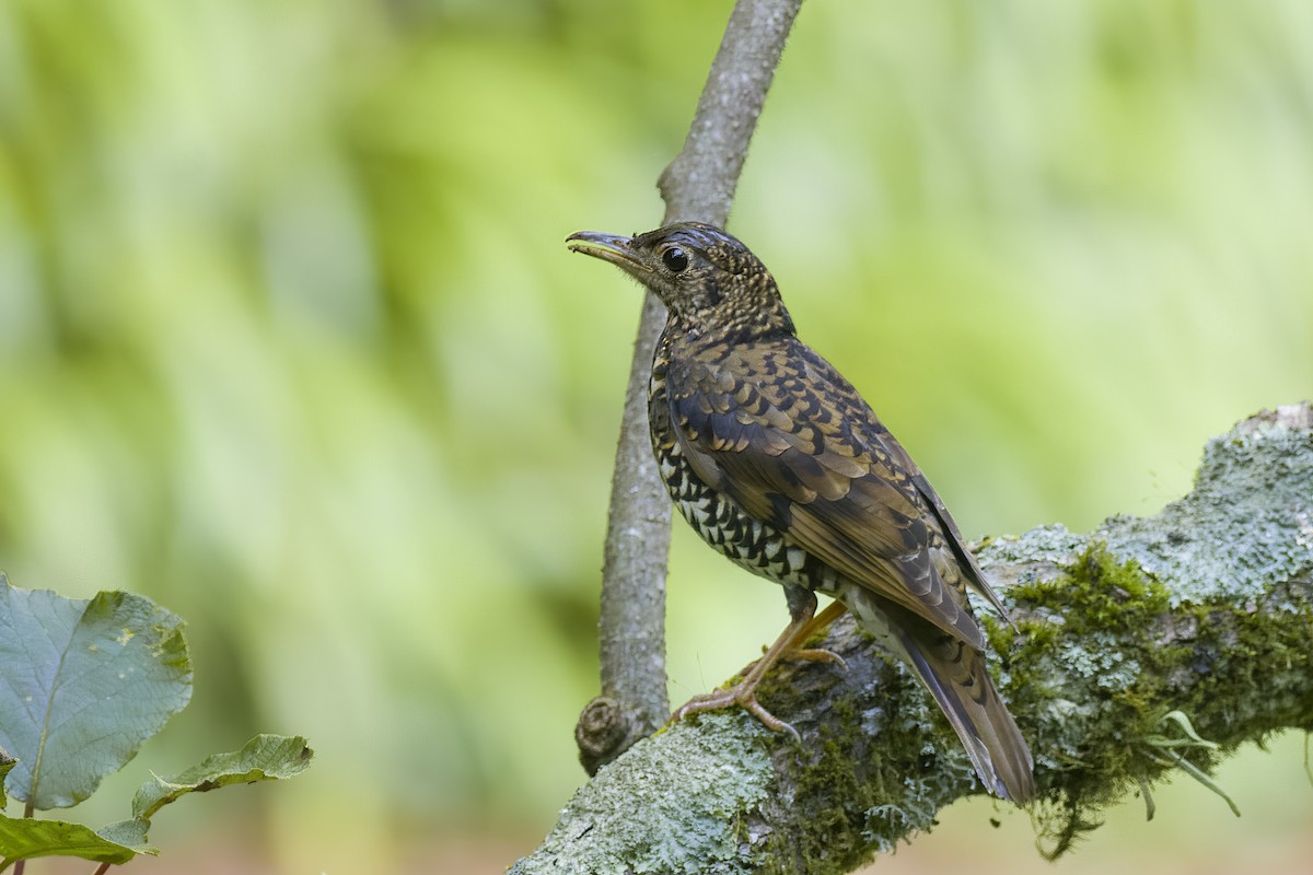 Scaly Thrush - ML625472425