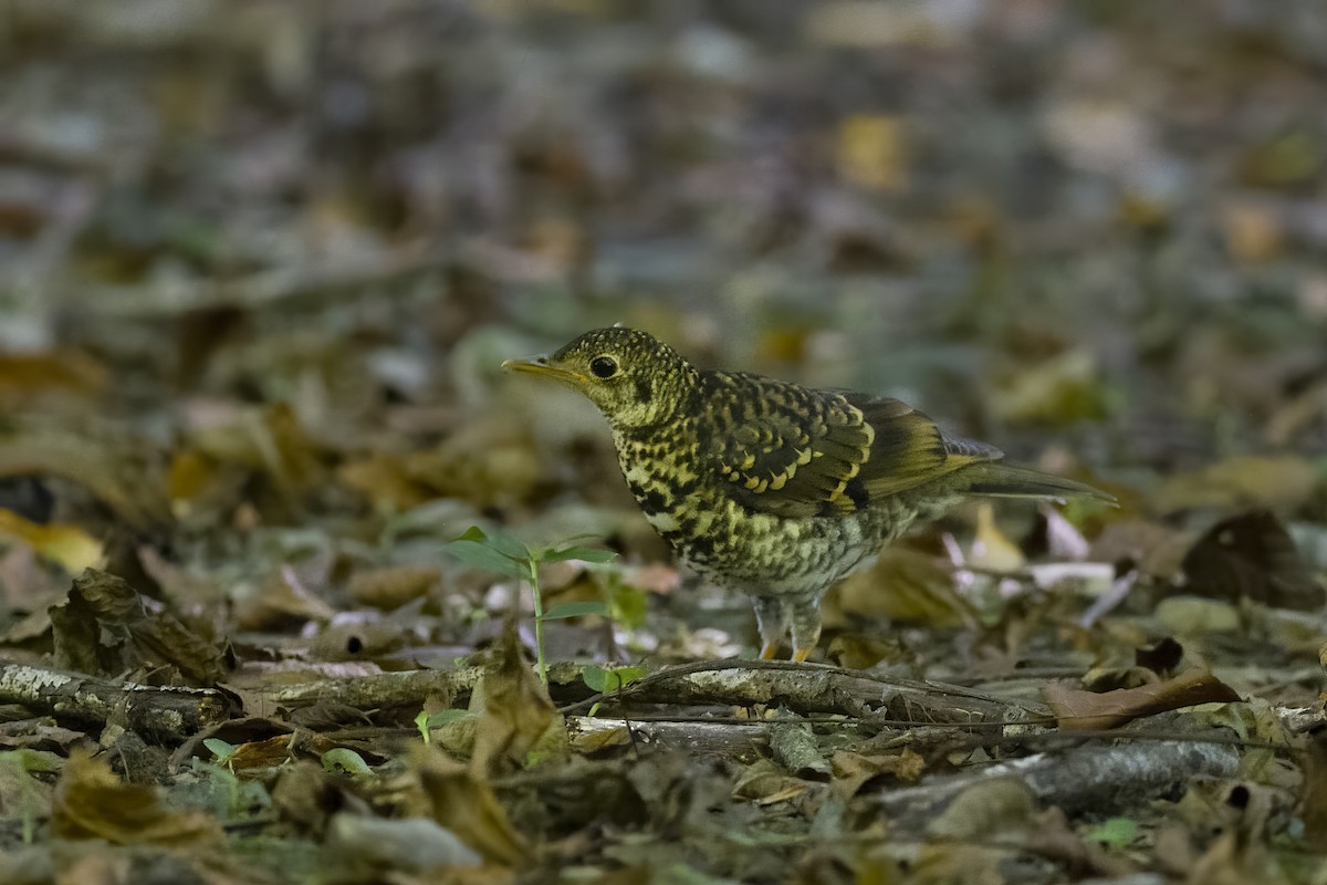 Scaly Thrush - ML625472433