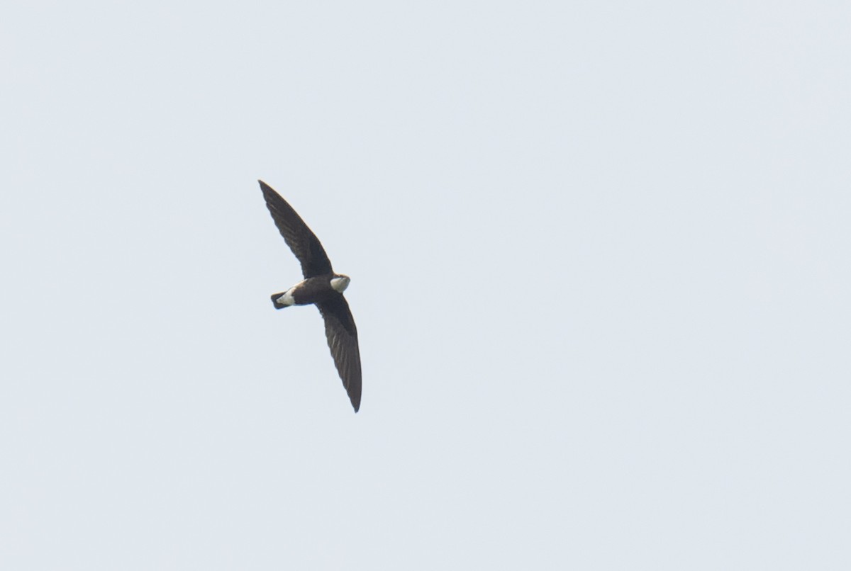 White-throated Needletail - ML625472461
