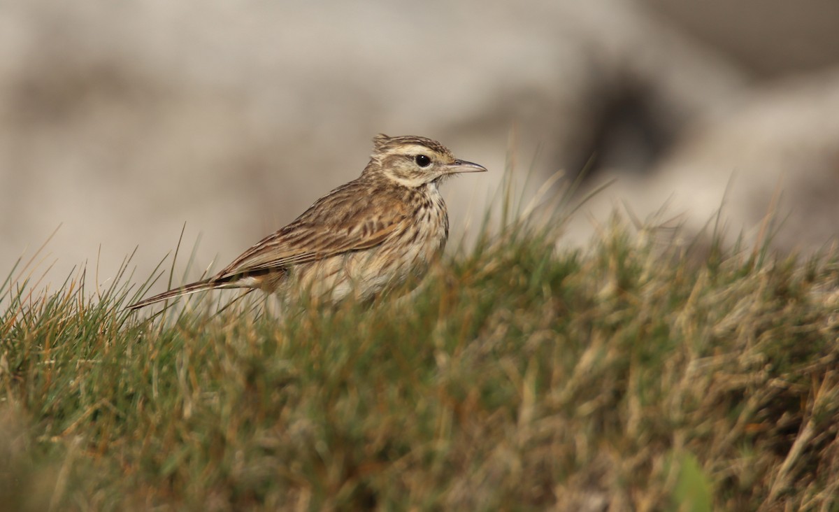 Australian Pipit - ML625472504