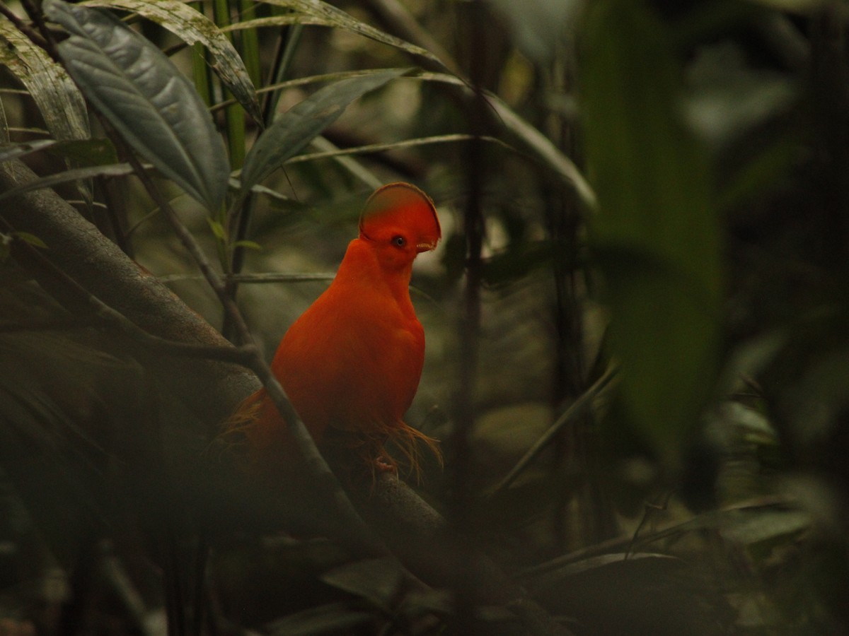 Guianan Cock-of-the-rock - Lucas Beckman