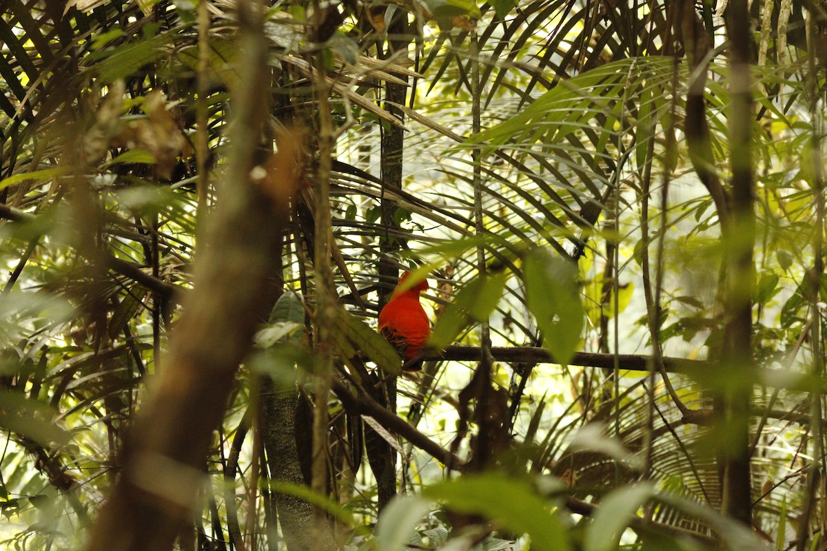 Guianan Cock-of-the-rock - Lucas Beckman