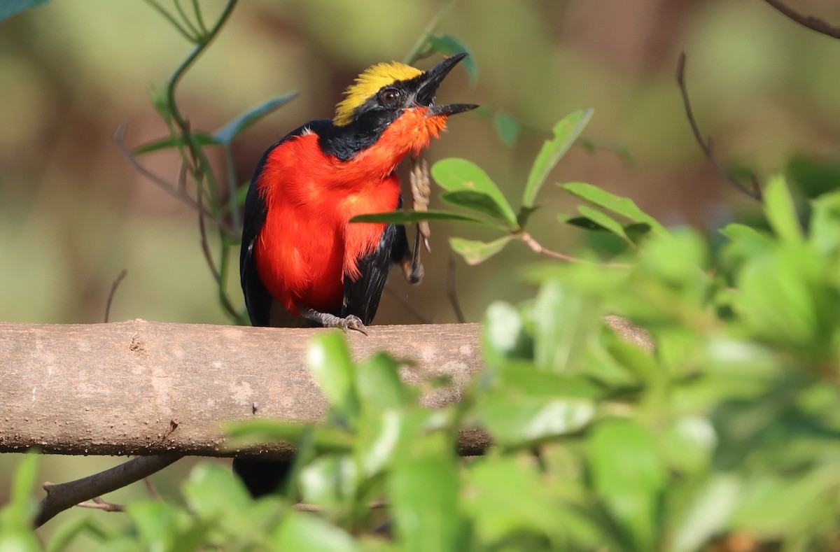 Yellow-crowned Gonolek - Marc Languy