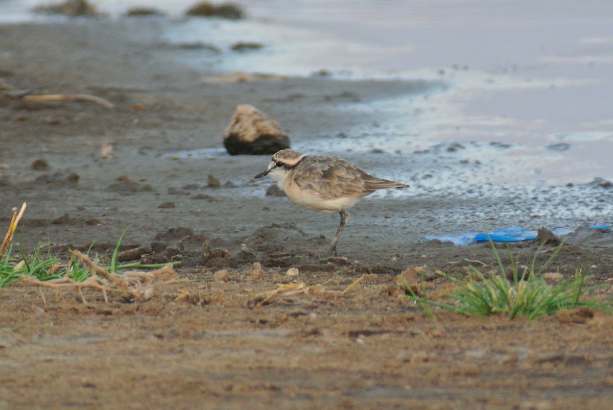 Kittlitz's Plover - ML625472662