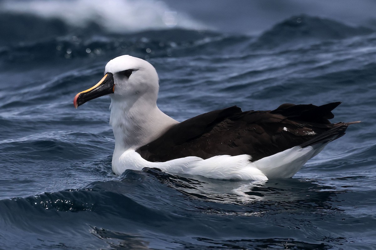 Atlantic Yellow-nosed Albatross - ML625472866