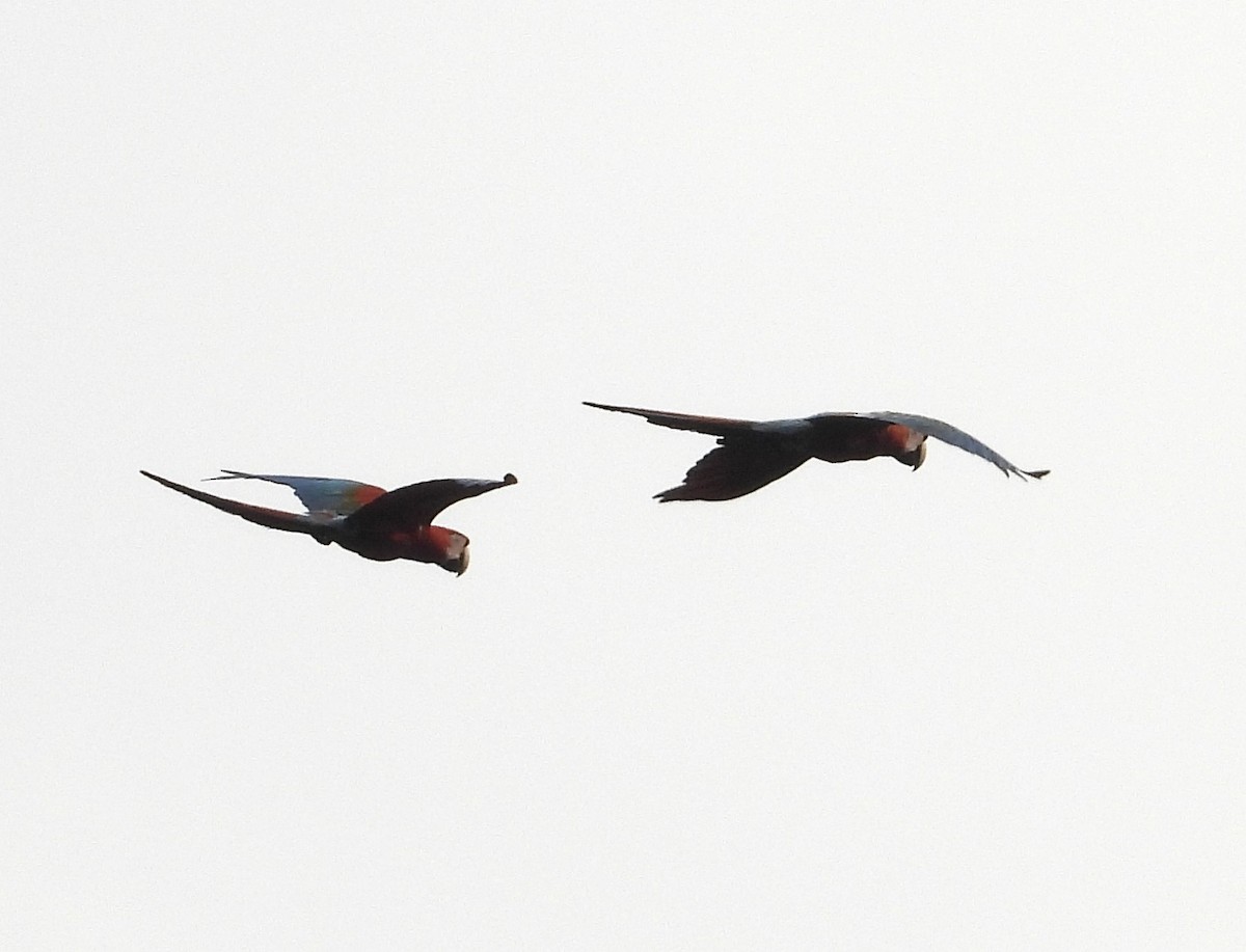 Red-and-green Macaw - ML625472878